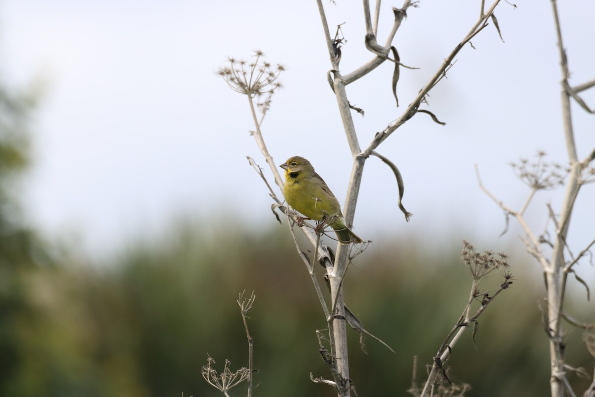 Grassland Yellow-Finch - ML642141335