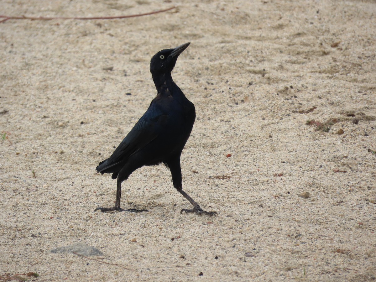 Great-tailed Grackle - ML642141337