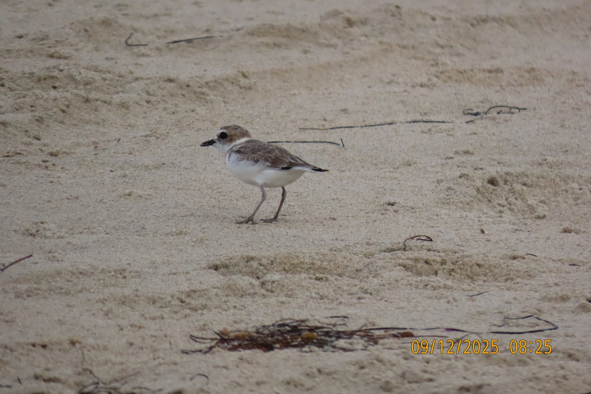 Snowy Plover - ML642141338