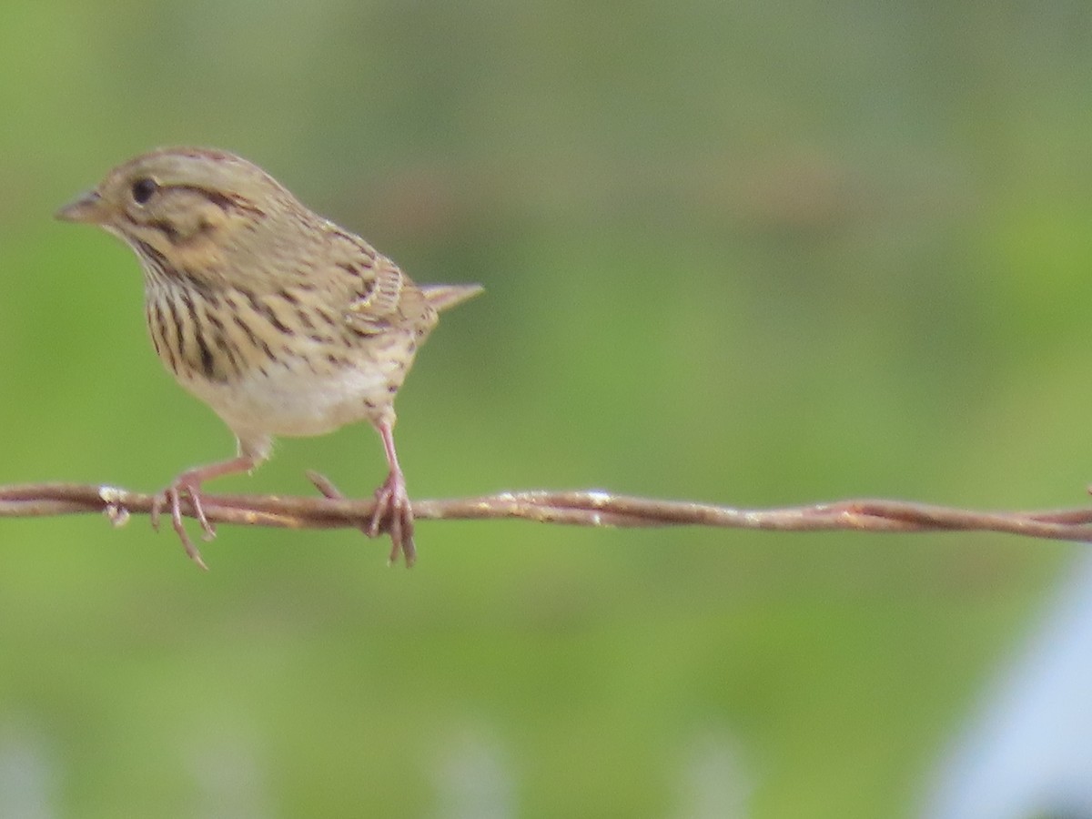 Lincoln's Sparrow - ML642141339