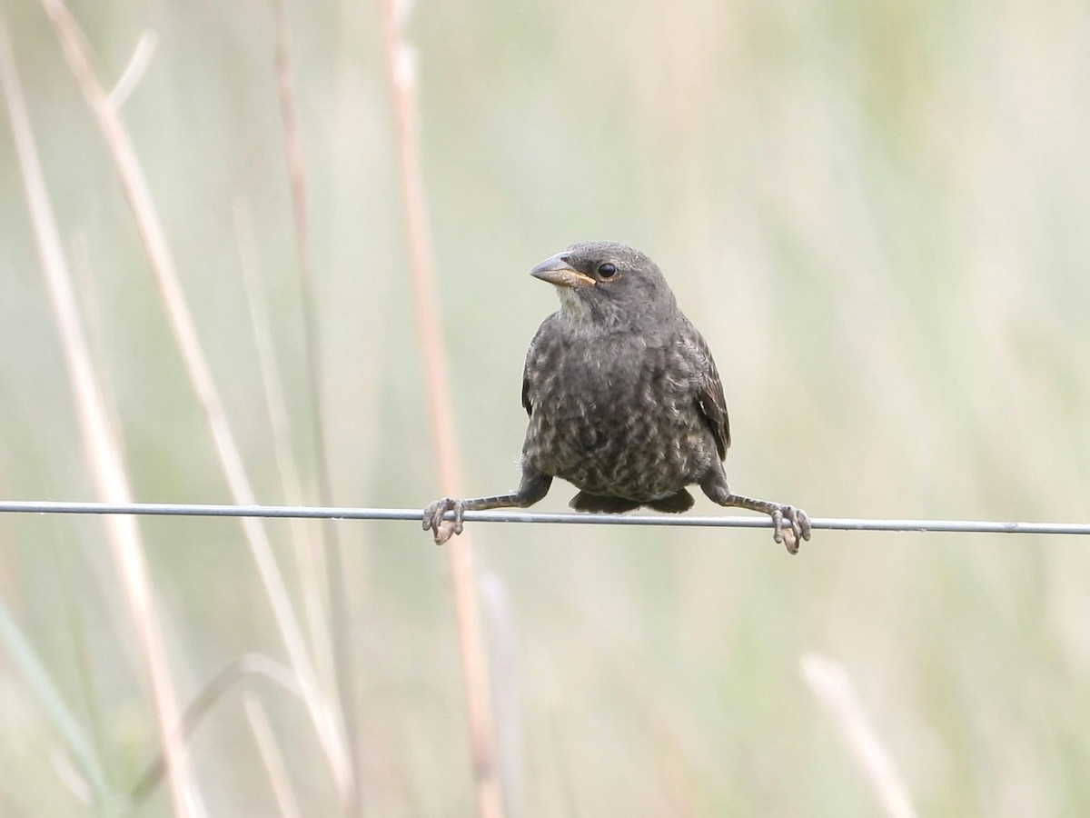 Shiny Cowbird - ML642141340