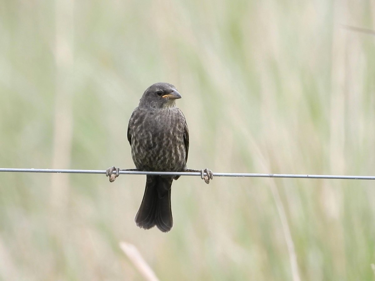 Shiny Cowbird - ML642141341