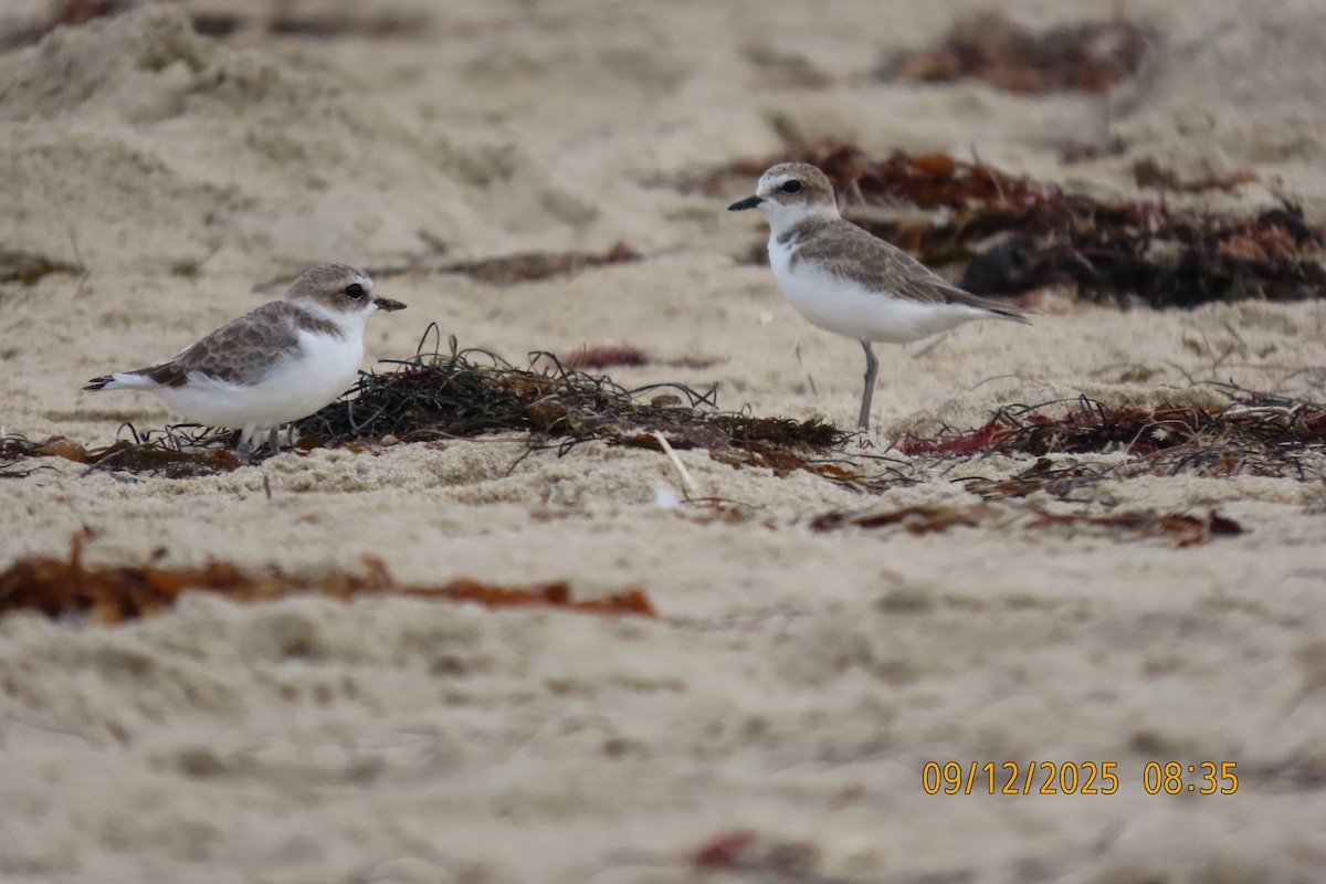 Snowy Plover - ML642141352