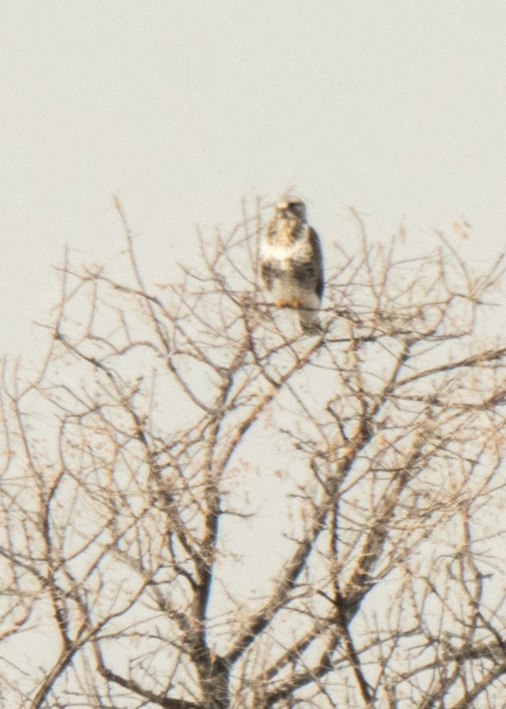 Red-tailed Hawk (calurus/alascensis) - ML642141354