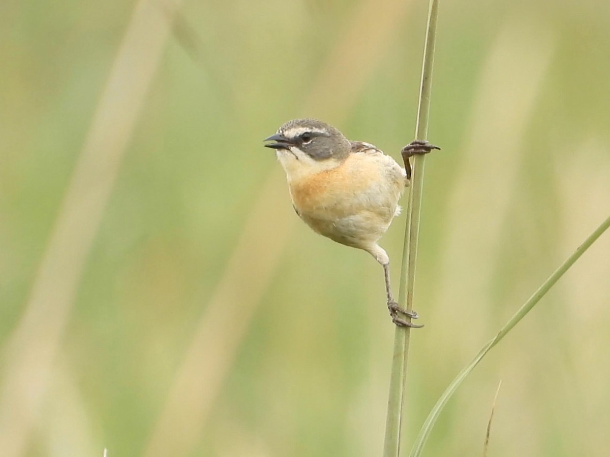 Long-tailed Reed Finch - ML642141355