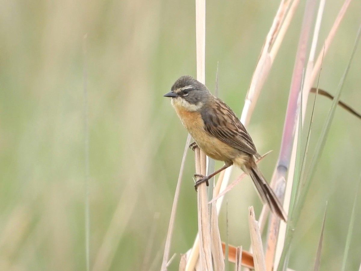 Long-tailed Reed Finch - ML642141356