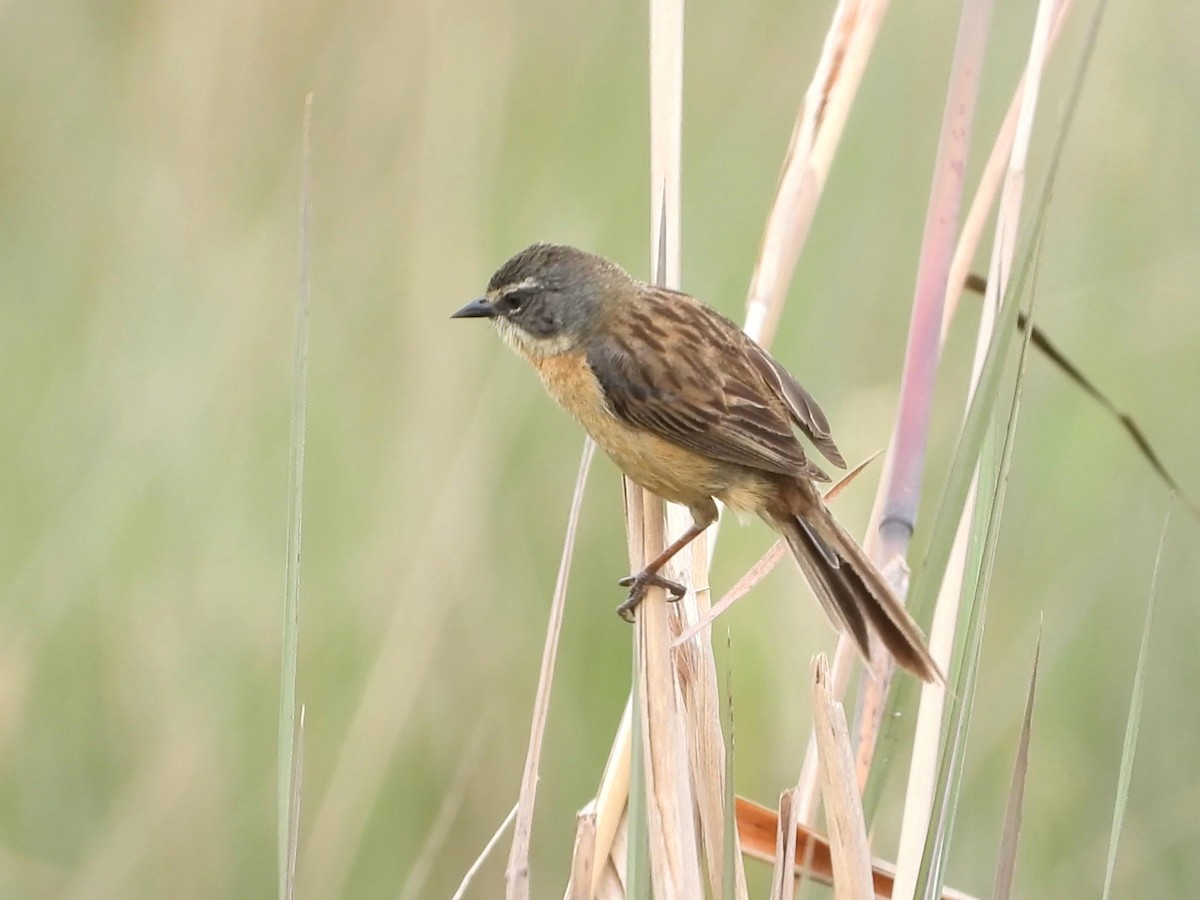 Long-tailed Reed Finch - ML642141357