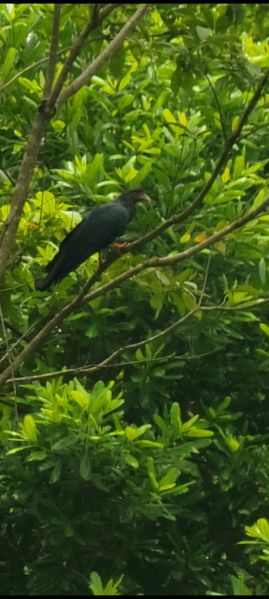 Red-throated Caracara - ML642141360