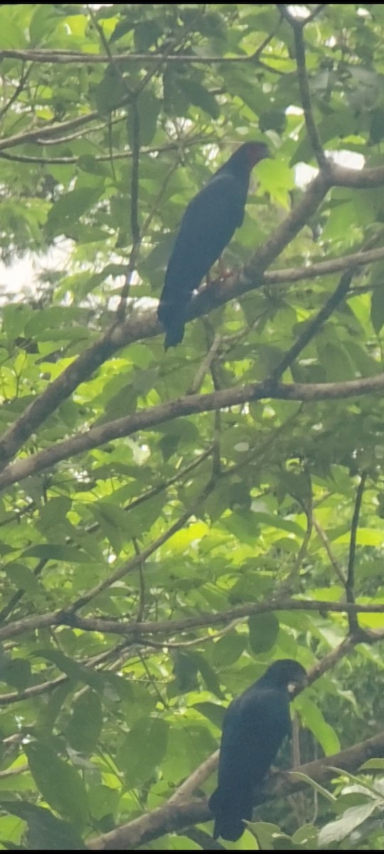 Red-throated Caracara - ML642141361