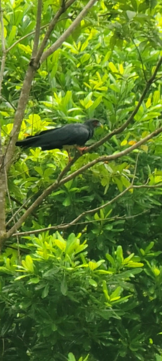 Red-throated Caracara - ML642141362