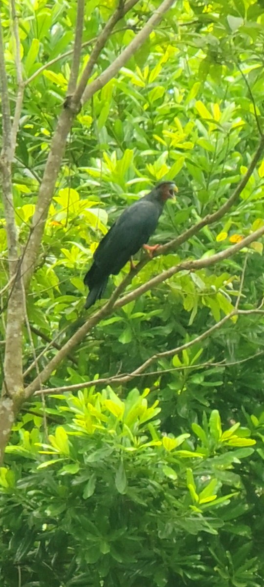 Red-throated Caracara - ML642141363