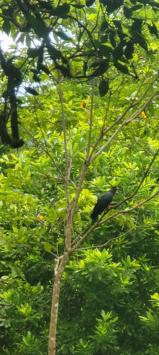 Red-throated Caracara - ML642141364