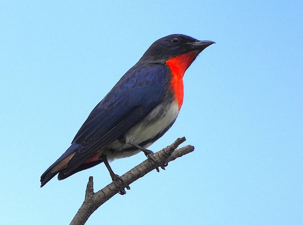 Mistletoebird - ML642141366