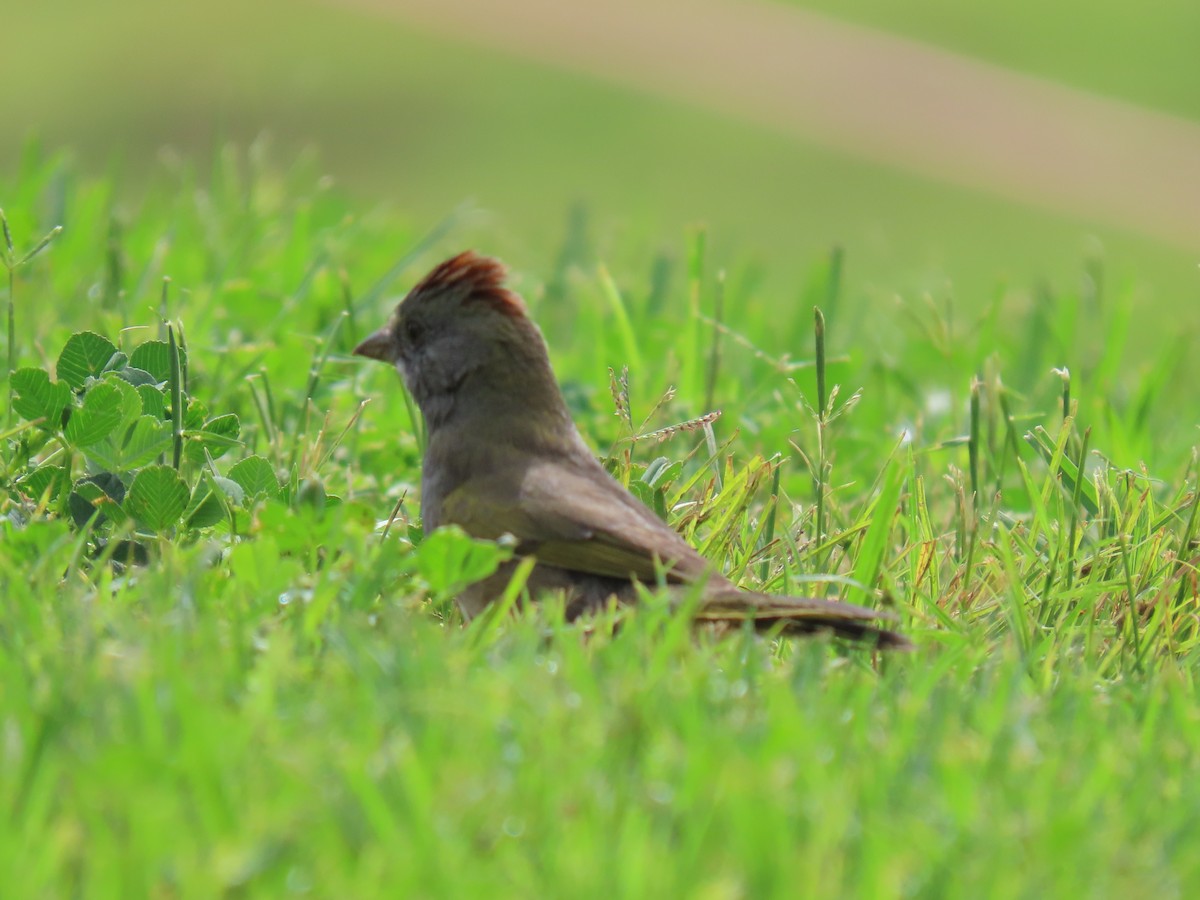 Green-tailed Towhee - ML642141367