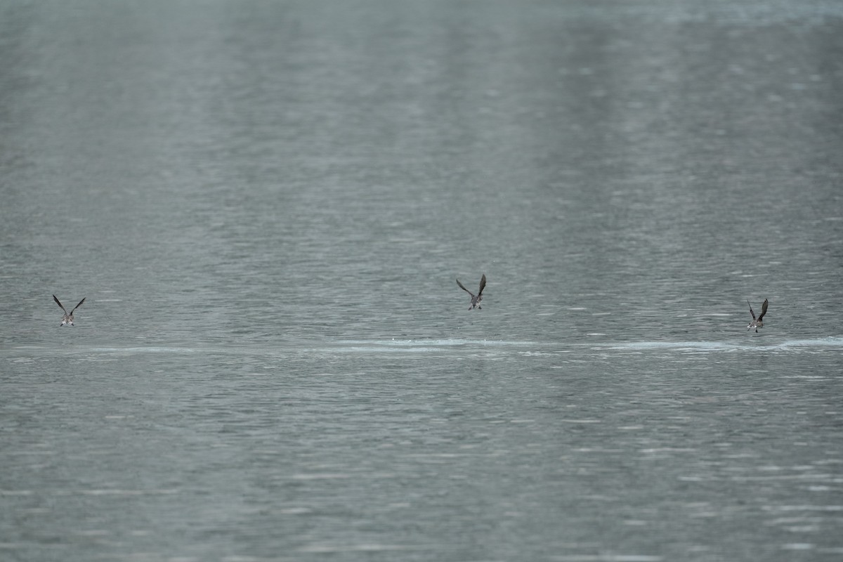 Kittlitz's Murrelet - ML642141379