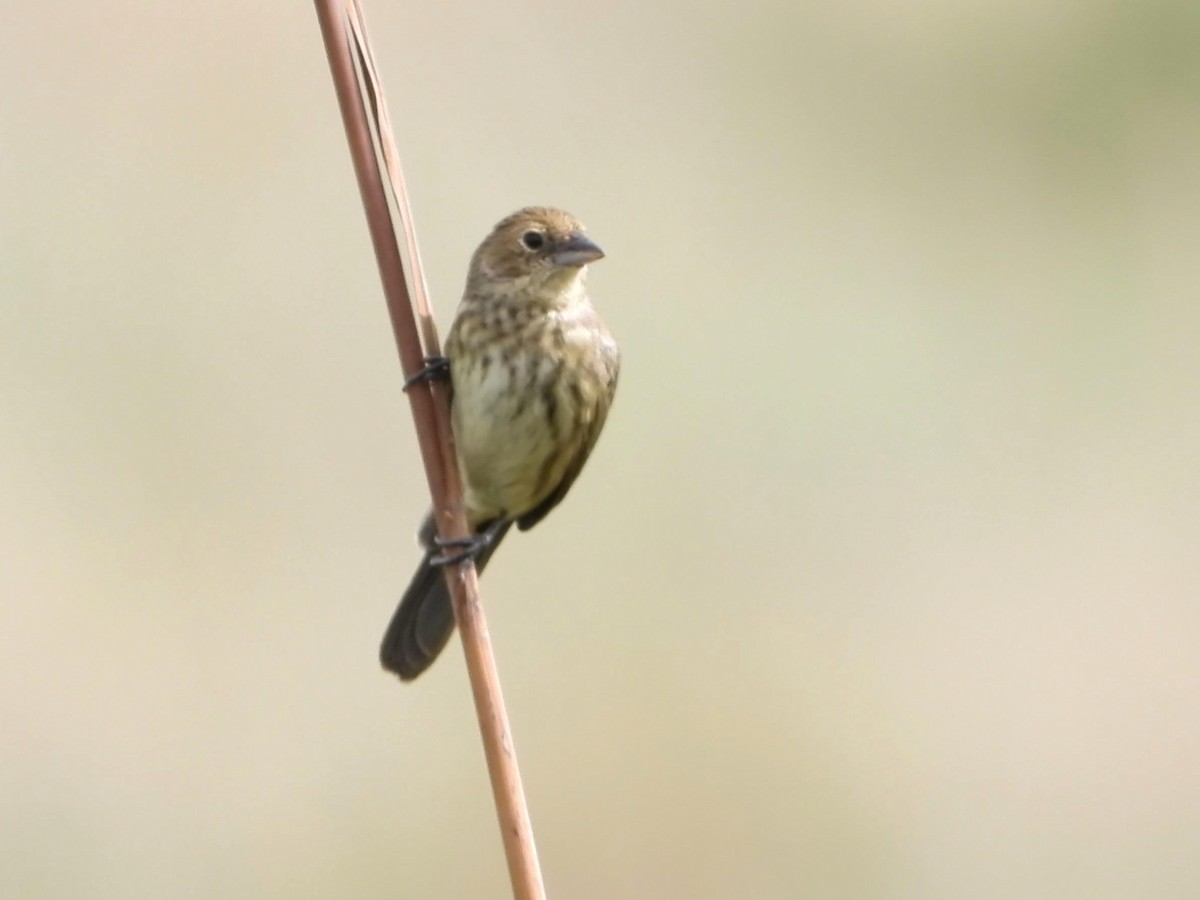 Blue-black Grassquit - ML642141381