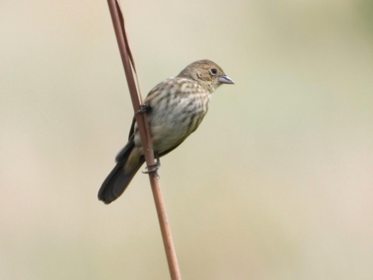 Blue-black Grassquit - ML642141382