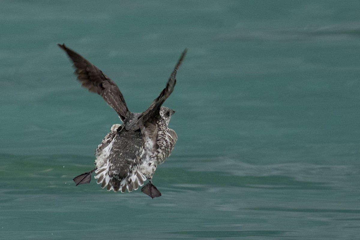 Kittlitz's Murrelet - ML642141390