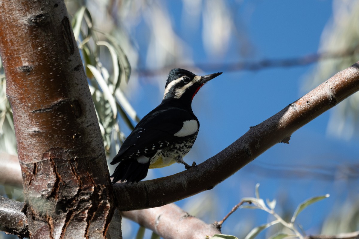 Williamson's Sapsucker - ML642141400