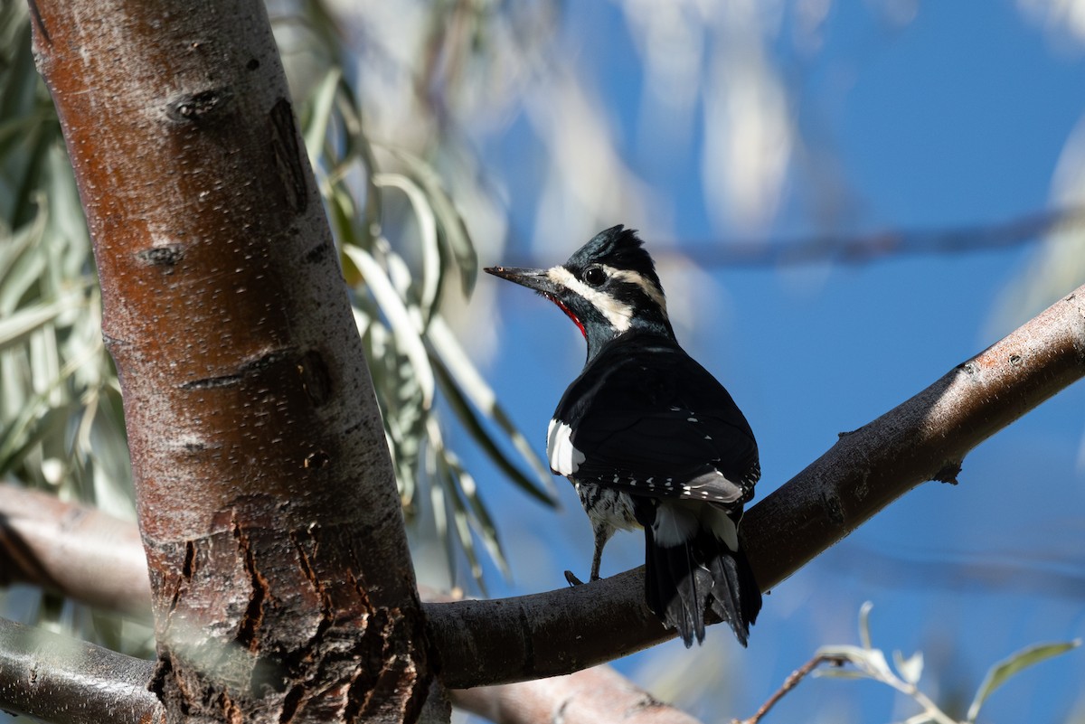 Williamson's Sapsucker - ML642141405