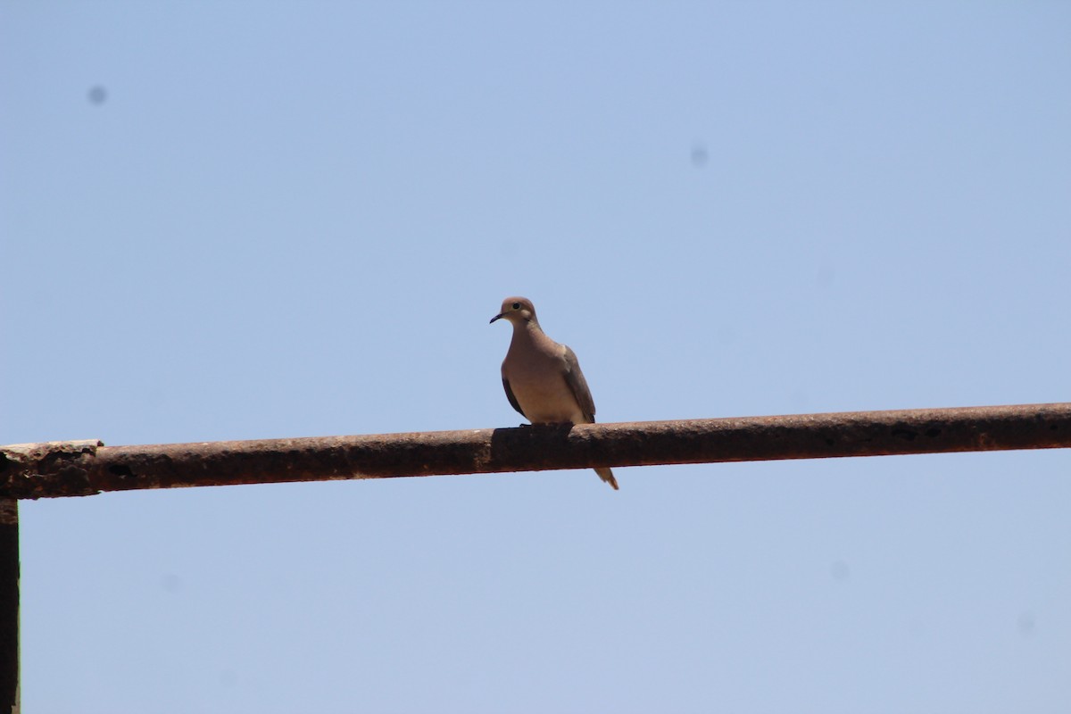 Mourning Dove - ML642141412