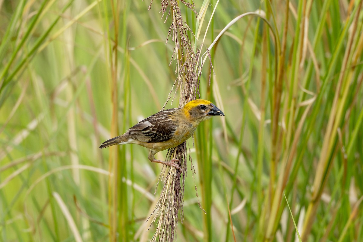 Baya Weaver - ML642141415