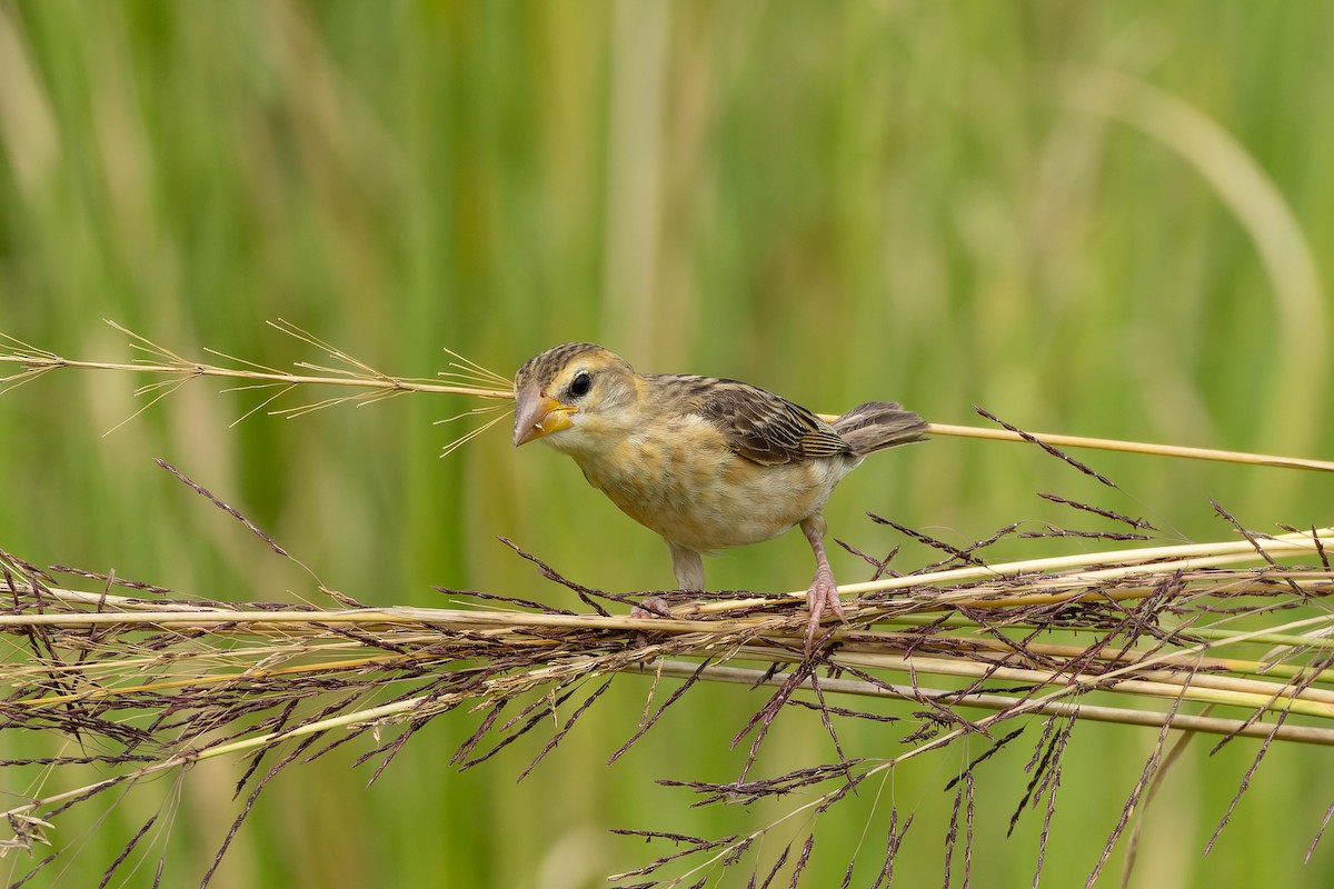 Baya Weaver - ML642141416