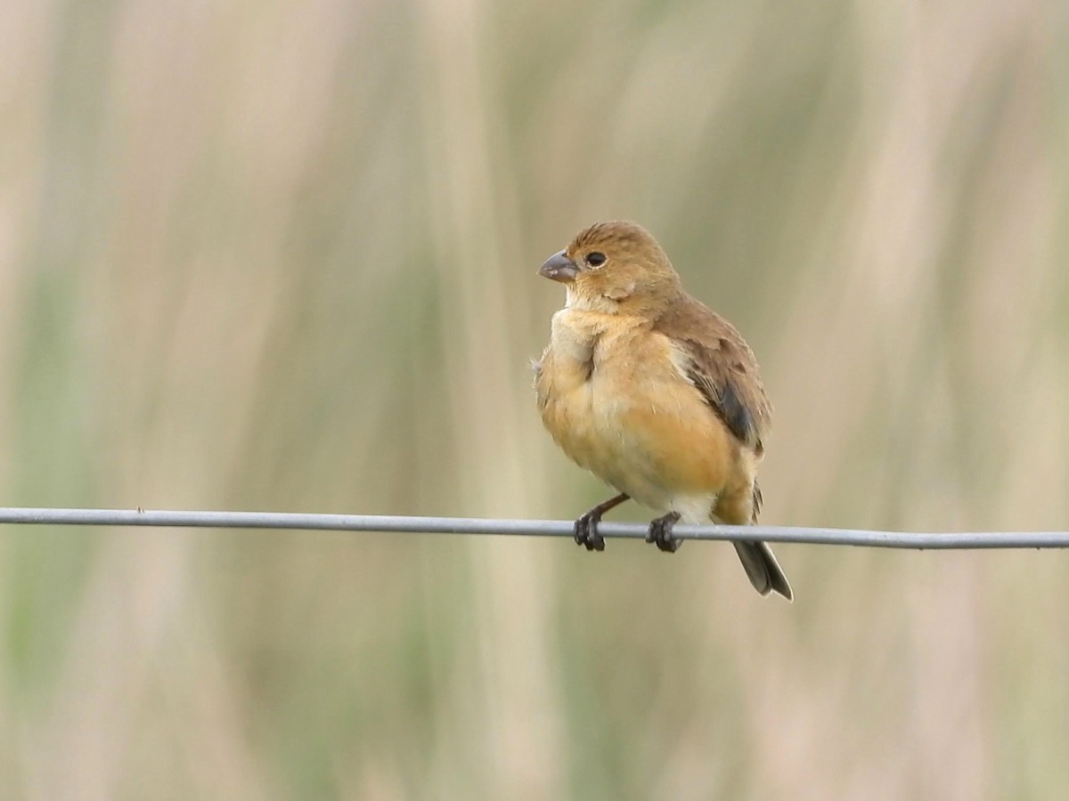 Chestnut Seedeater - ML642141418