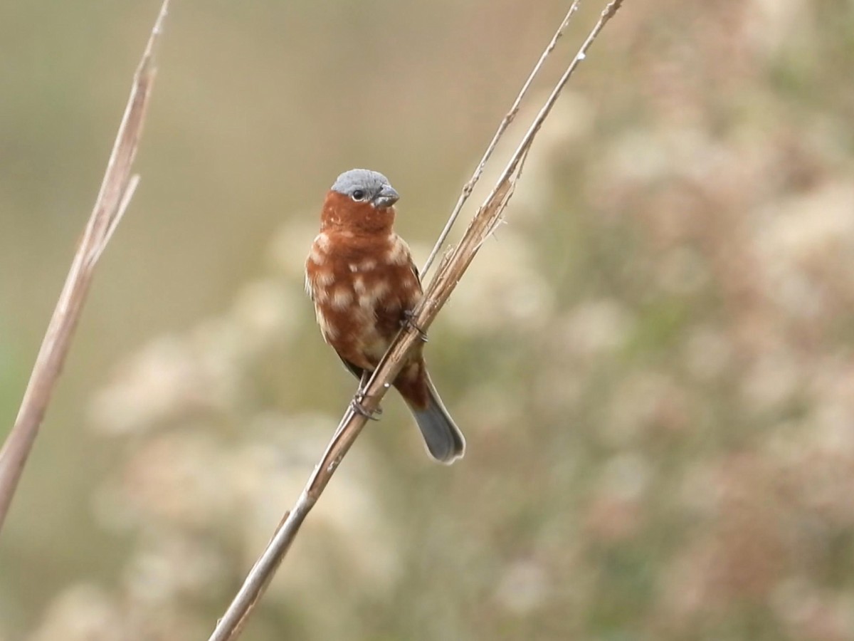 Chestnut Seedeater - ML642141419