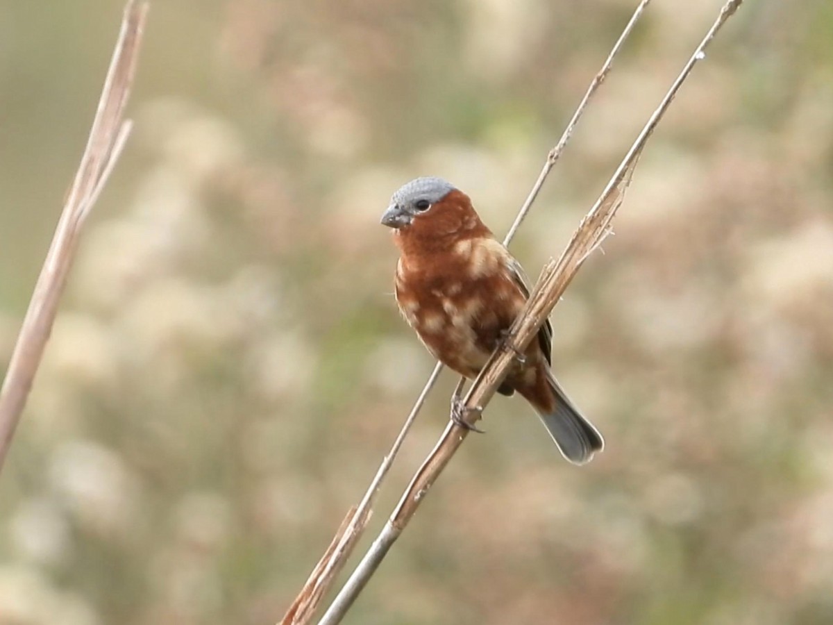 Chestnut Seedeater - ML642141420