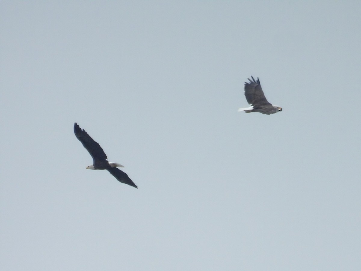 Bald Eagle - ML642141425