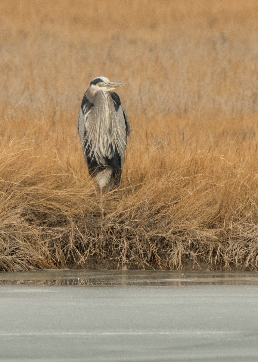 Great Blue Heron - ML642141430