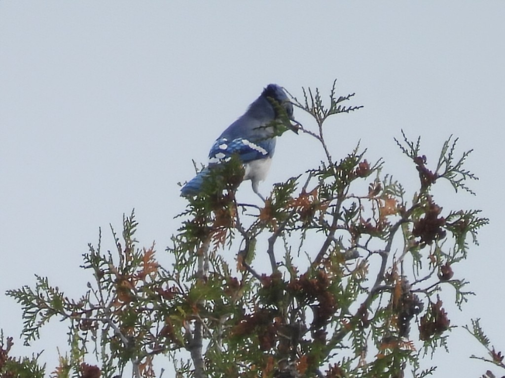 Blue Jay - ML642141431