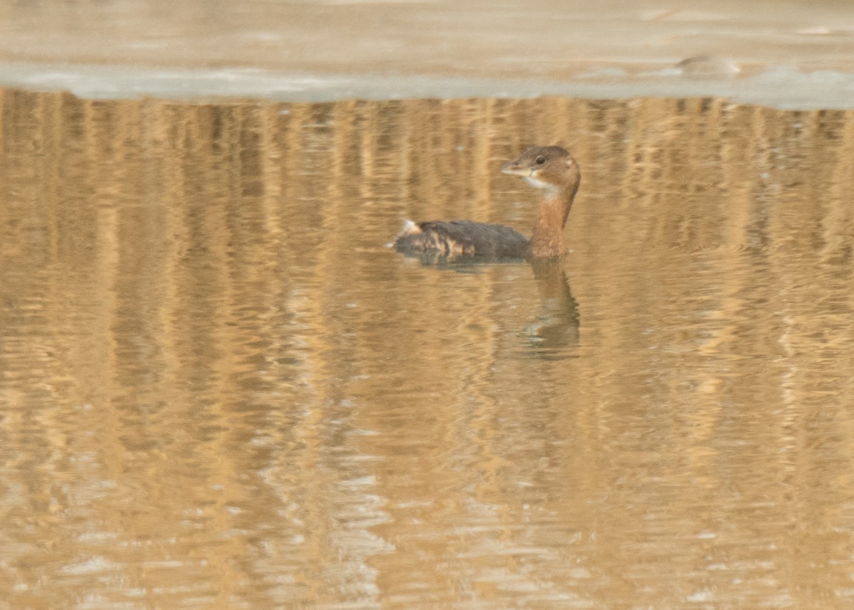 Pied-billed Grebe - ML642141434