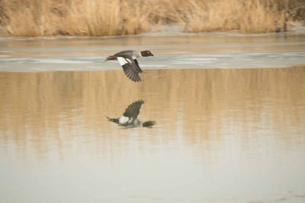 Common Goldeneye - ML642141452