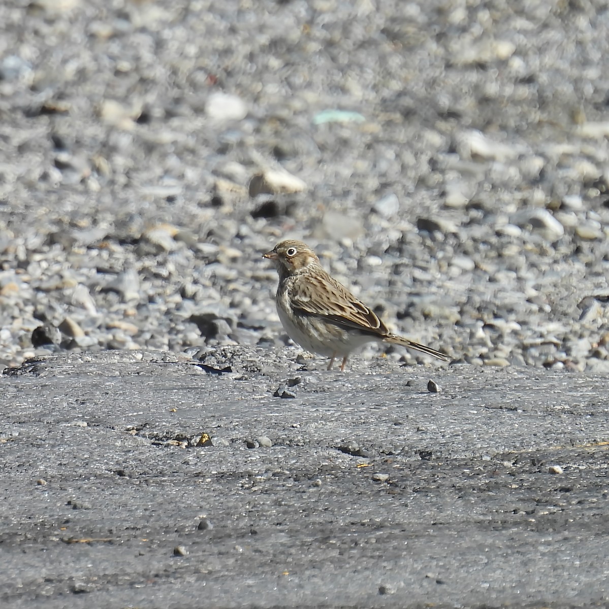 Vesper Sparrow - ML642141453