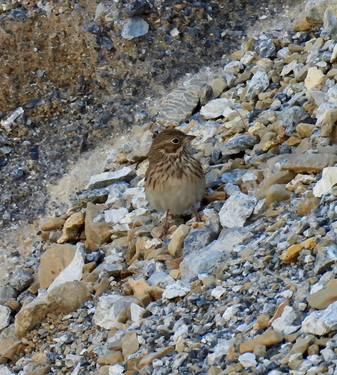 Vesper Sparrow - ML642141454