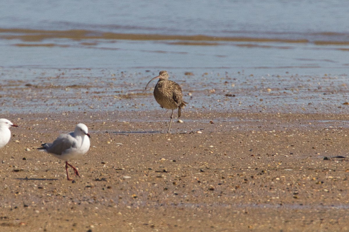 Far Eastern Curlew - ML642141456