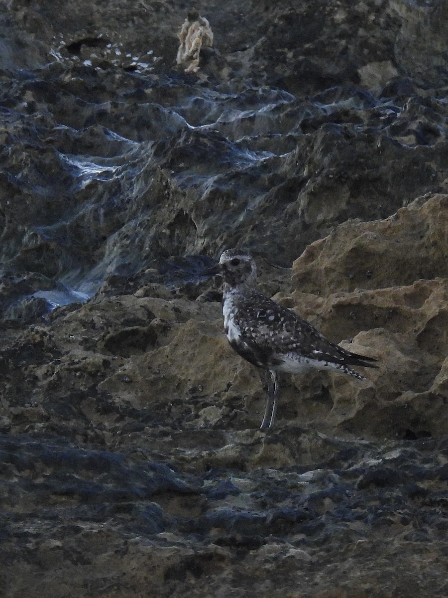 Black-bellied Plover - ML642141457