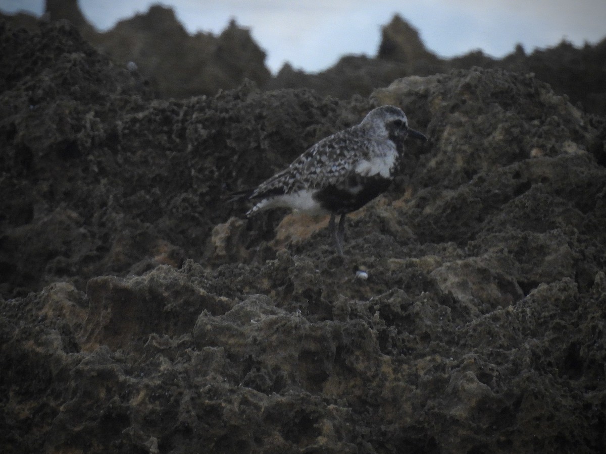 Black-bellied Plover - ML642141458