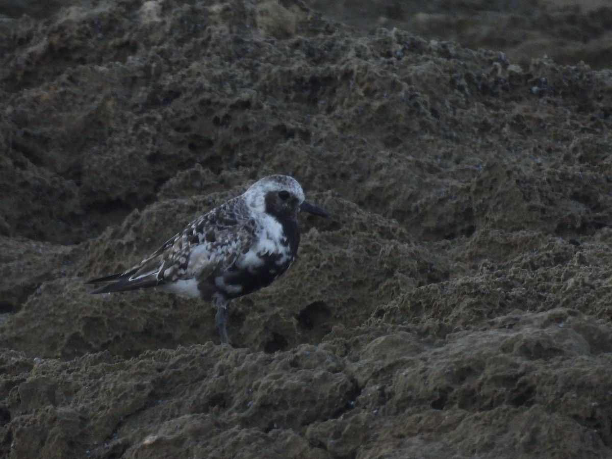 Black-bellied Plover - ML642141459