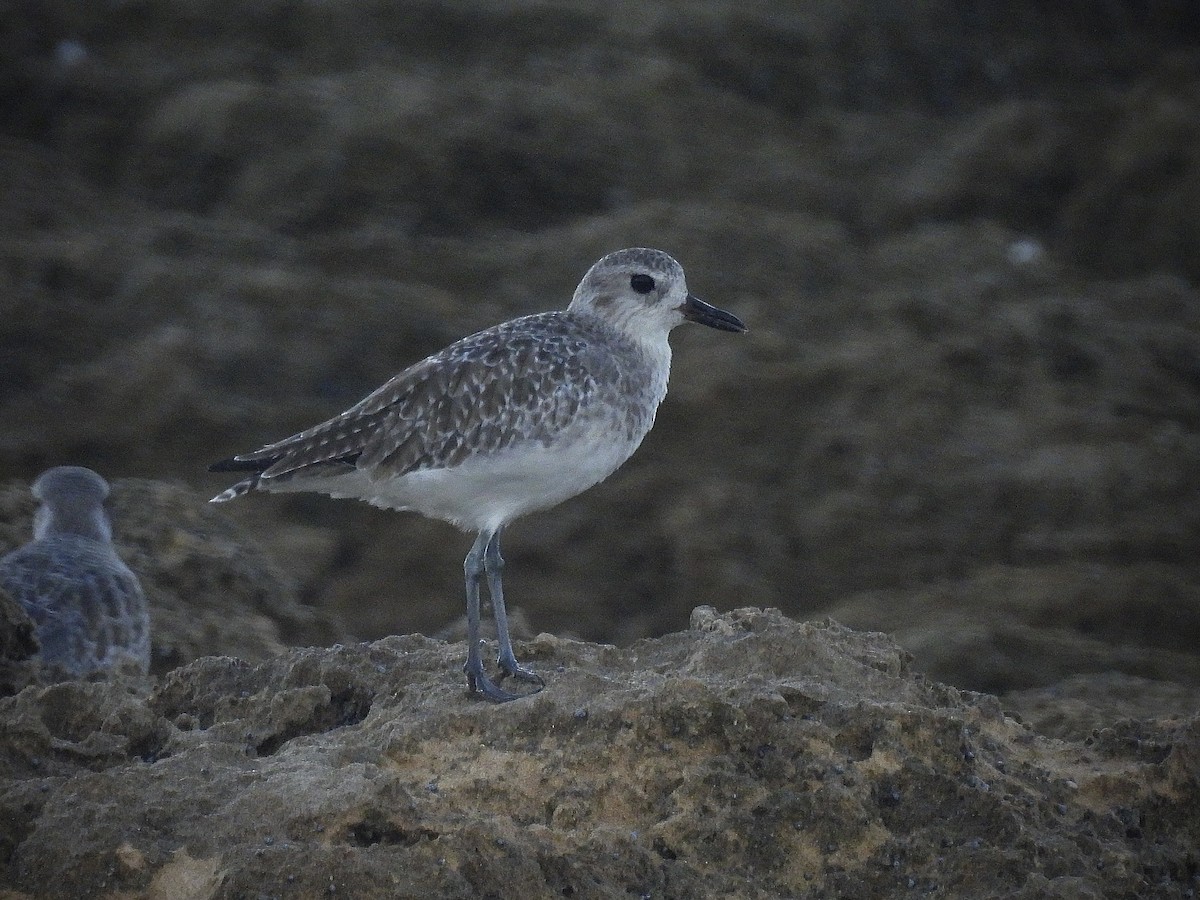 Black-bellied Plover - ML642141460