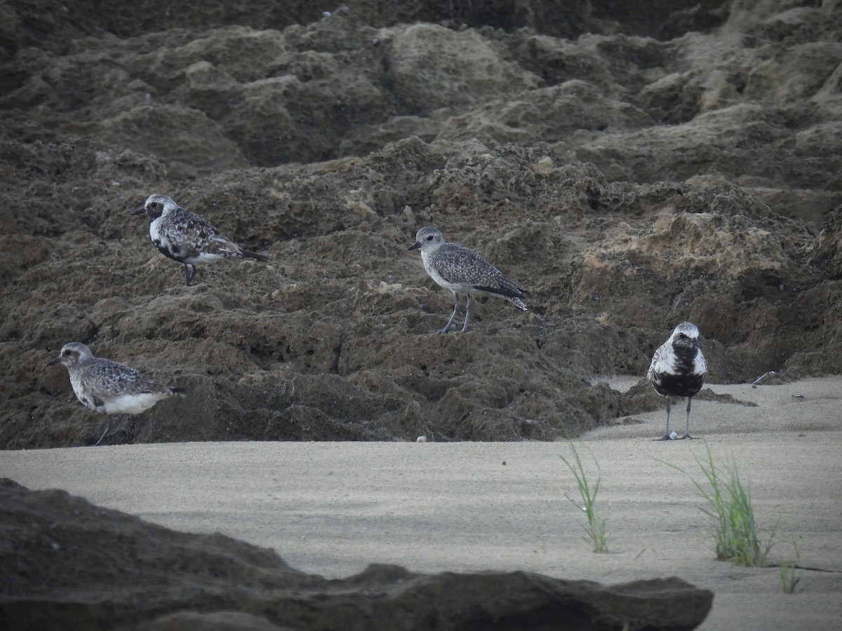 Black-bellied Plover - ML642141461