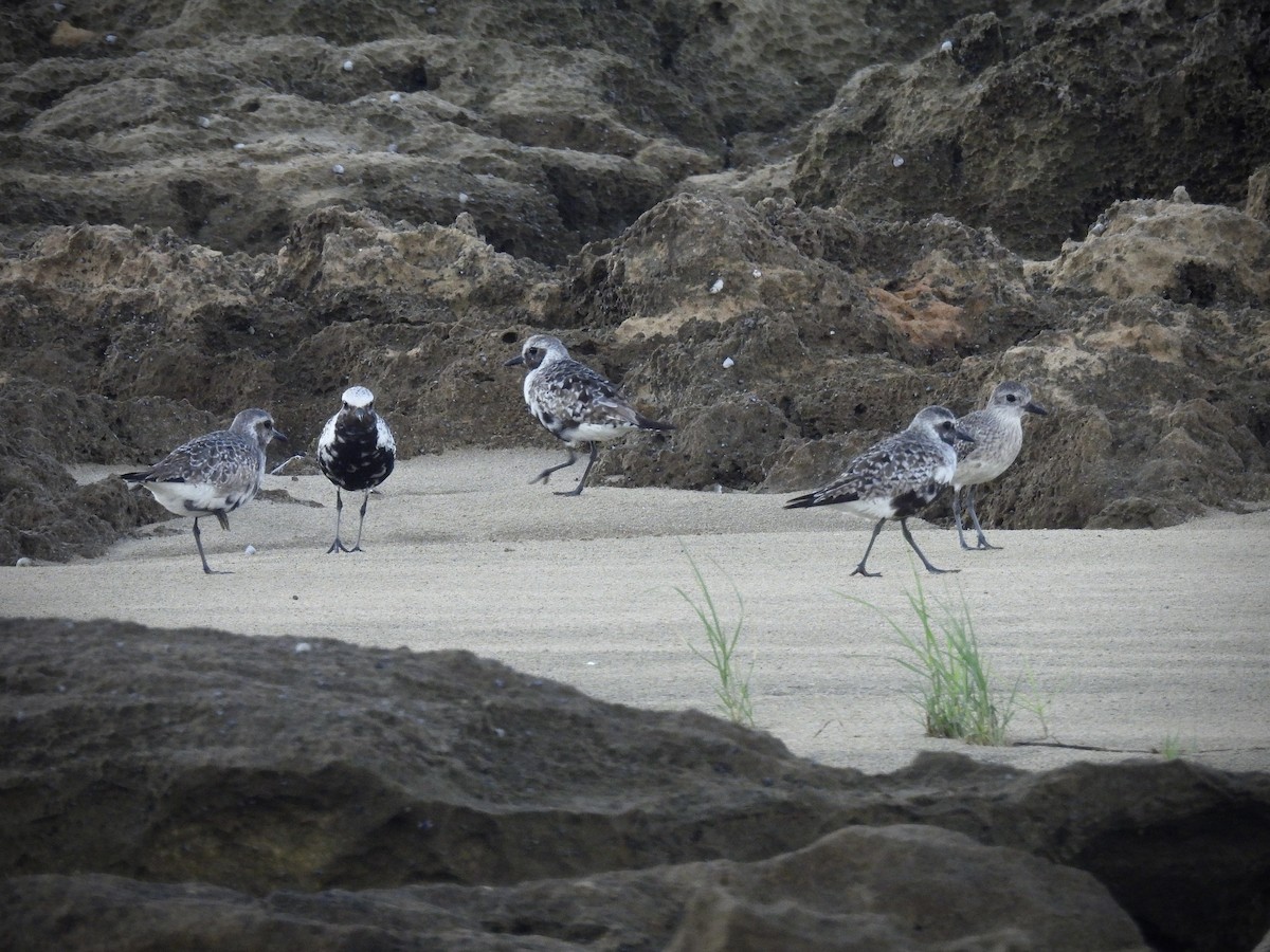 Black-bellied Plover - ML642141463