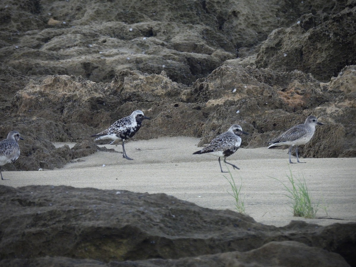 Black-bellied Plover - ML642141464