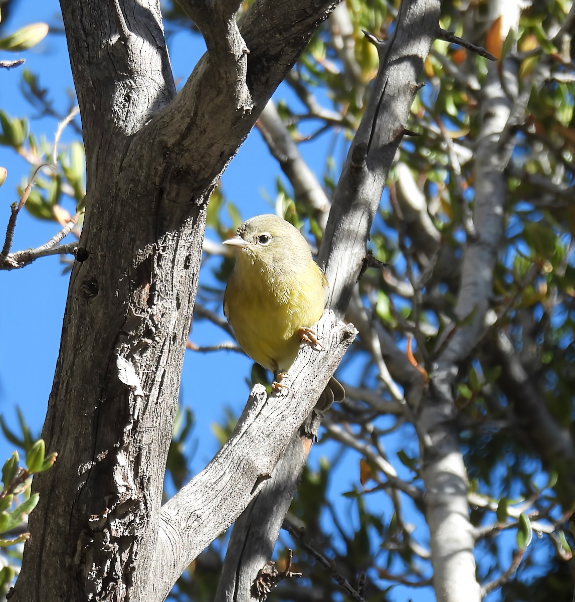 Orange-crowned Warbler - ML642141465