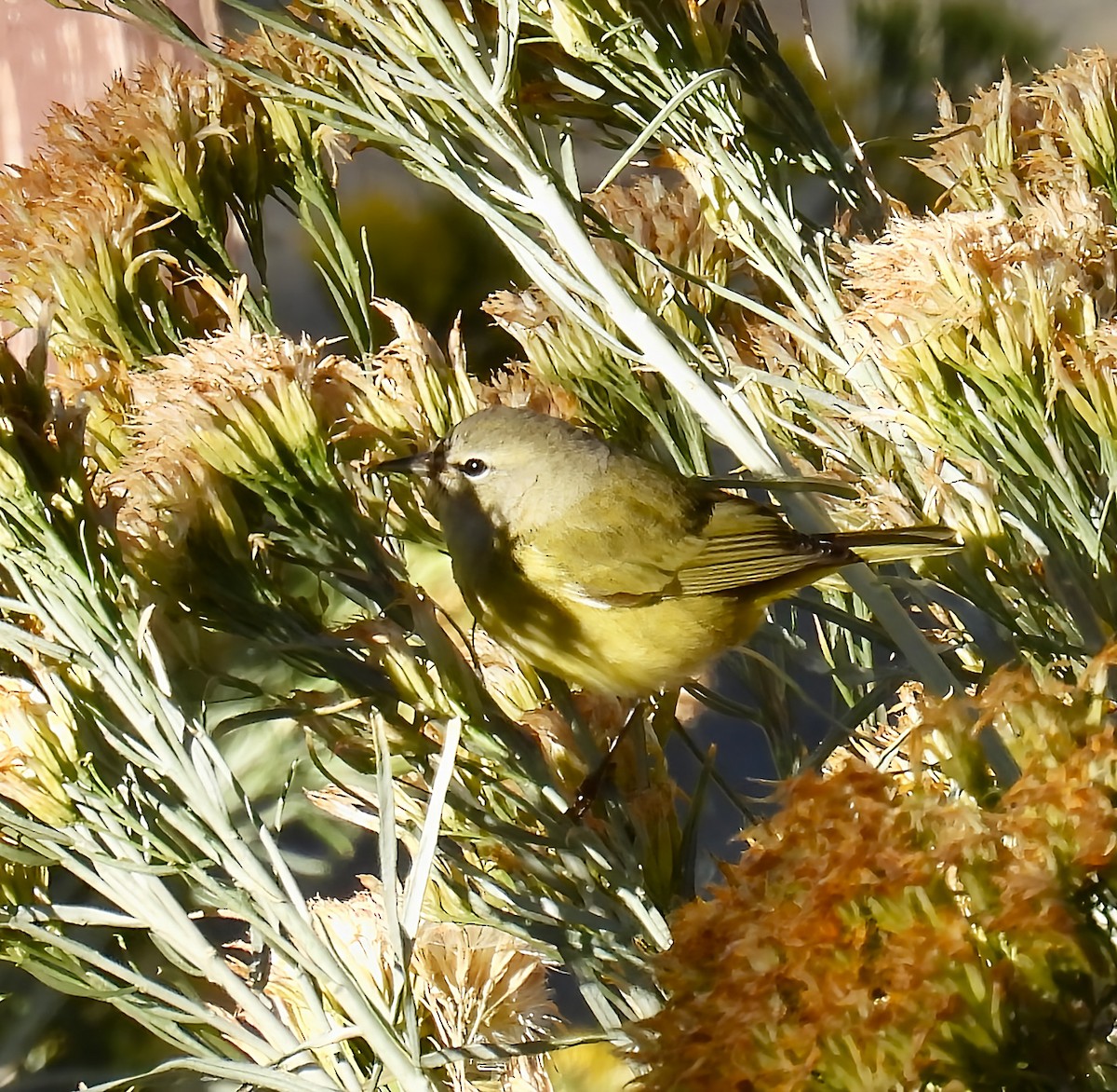 Orange-crowned Warbler - ML642141466