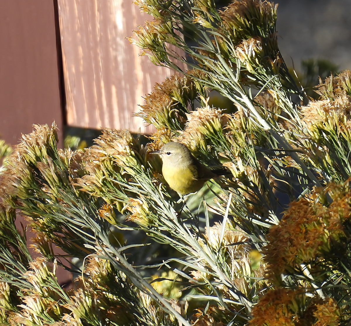 Orange-crowned Warbler - ML642141467
