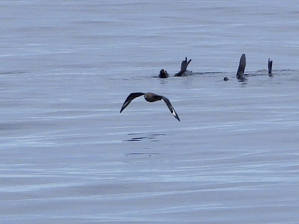 South Polar Skua - ML642141468