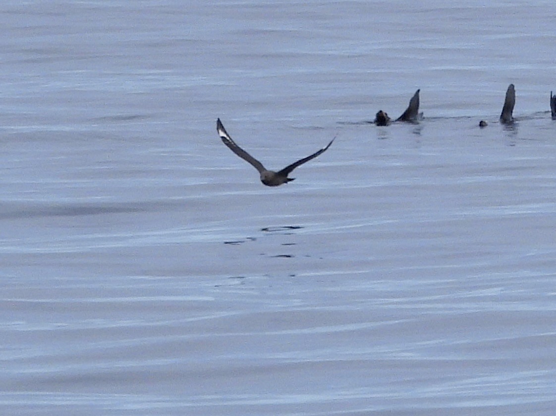 South Polar Skua - ML642141469